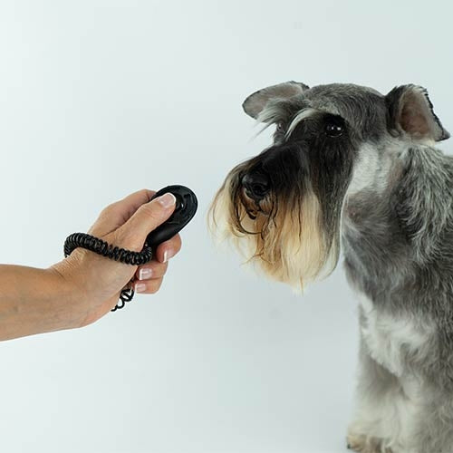 CLICKER WITH ELASTIC BAND