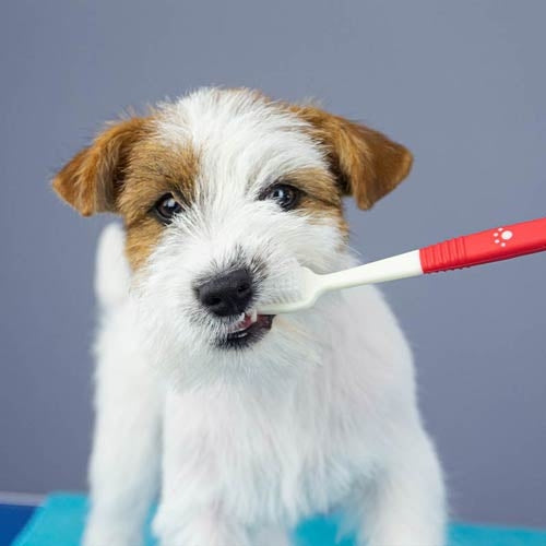 TOOTHBRUSH