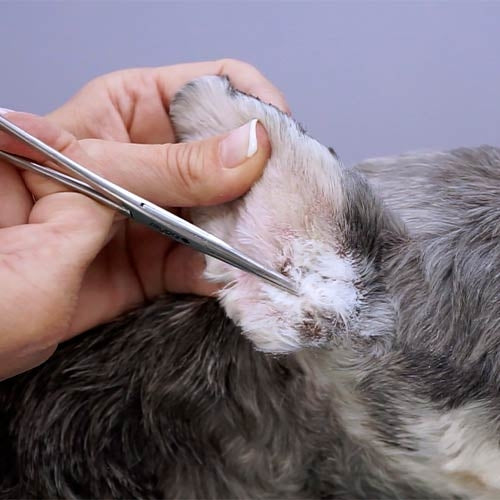 MULTIPURPOSE FORCEPS