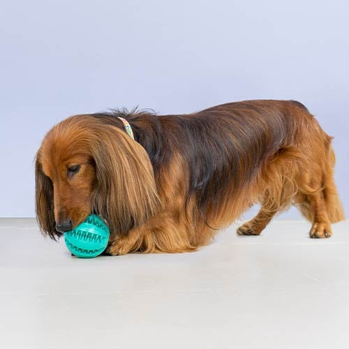 CLEAN TEETH BALL