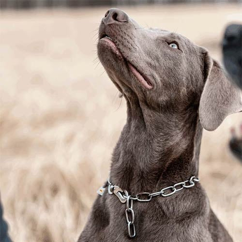 SPRENGER LINK Collar WITH HOOK