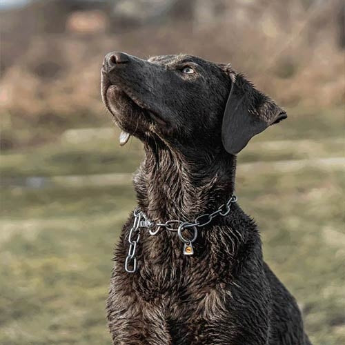SPRENGER LINK Collar WITH HOOK