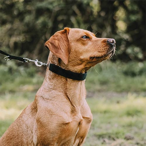 SPRENGER NYLON COVER FOR ULTRA PRONG COLLARS