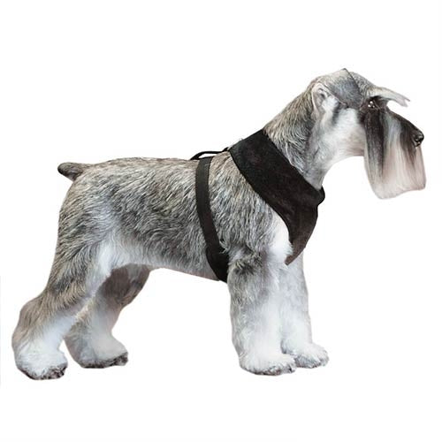 SOFTLY HARNESS 36-48 cm