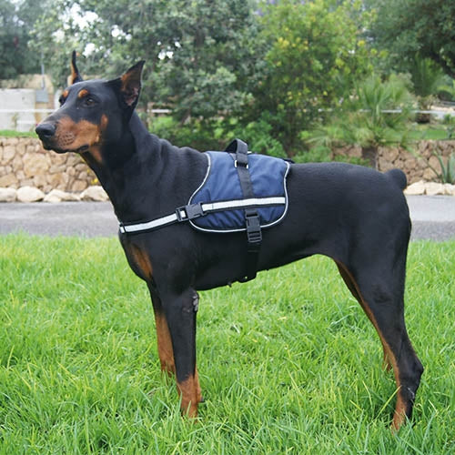 ACTIVE HARNESS