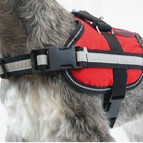 ACTIVE HARNESS