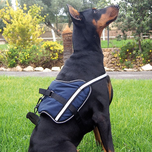 ACTIVE HARNESS