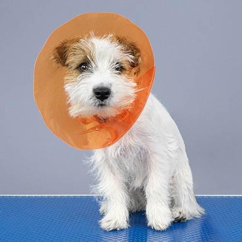 ELIZABETHAN Collar