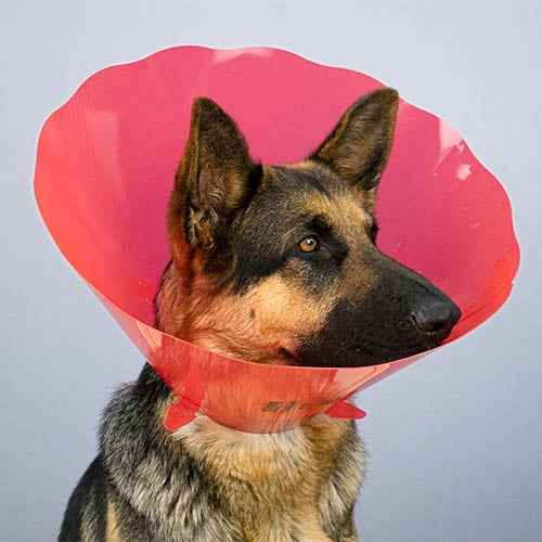 ELIZABETHAN Collar