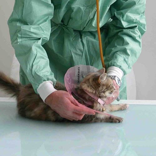 ELIZABETHAN Collar