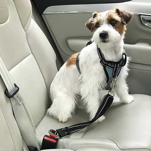 CAR HARNESS