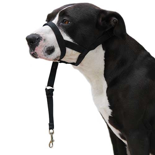 Dog guider