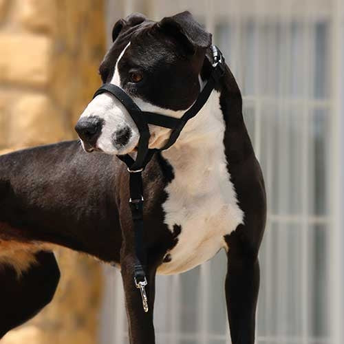 Dog guider