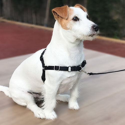STOP-PULLING HARNESS AND LEASH