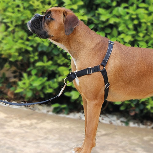 STOP-PULLING HARNESS AND LEASH