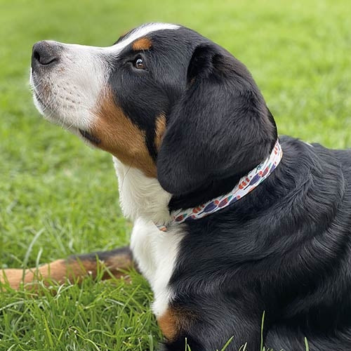 FANTASY GEO NYLON Collar