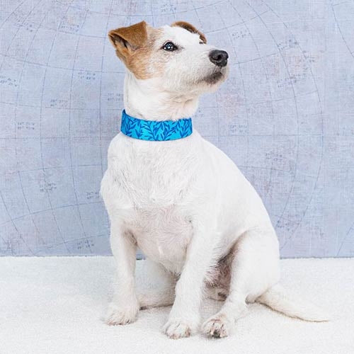 OCEAN & POLINESIA NYLON Collar