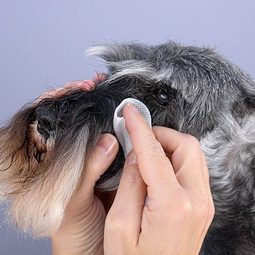 EYE CLEANING WIPES - 100 units