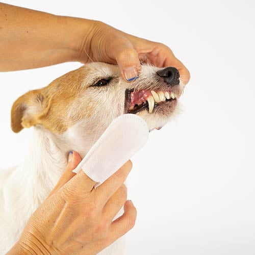 FINGER DENTAL WIPES - 50 units