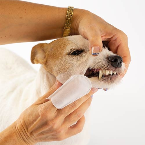 FINGER DENTAL WIPES - 50 units