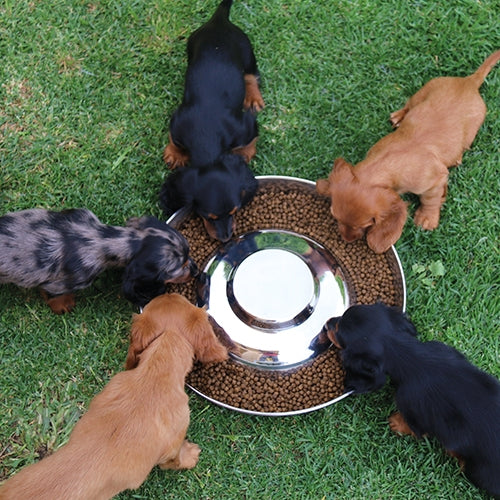 PUPPIES STAINLESS STEEL FEEDER - 2.4 L