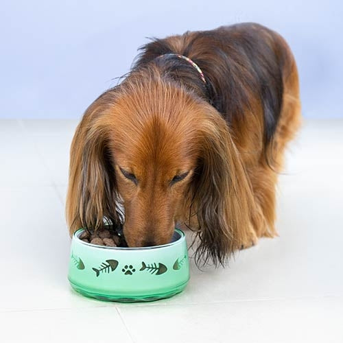 PET PAW PLASTIC FEEDER