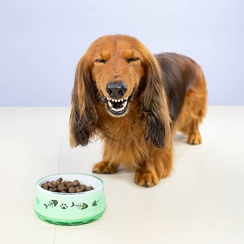 PET PAW PLASTIC FEEDER