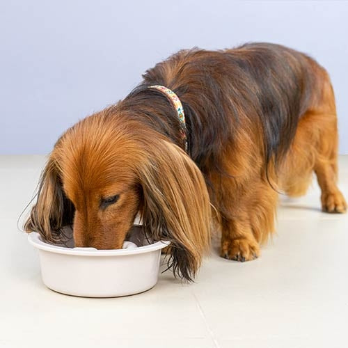 SLOW EATING MELAMINE FEEDER