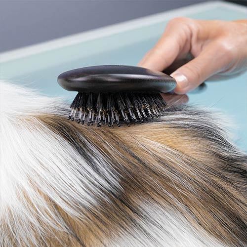 BRISTLE AND NYLON BRUSH