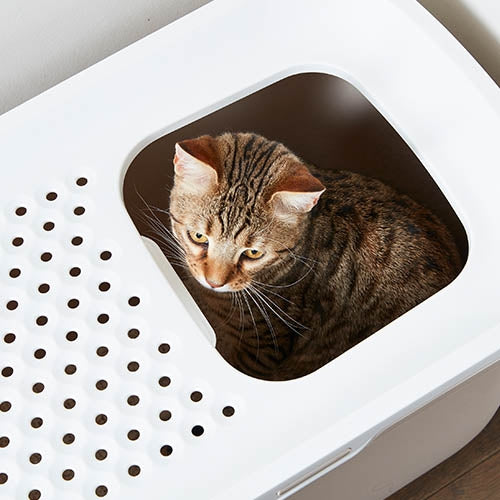HOP IN LITTER BOX