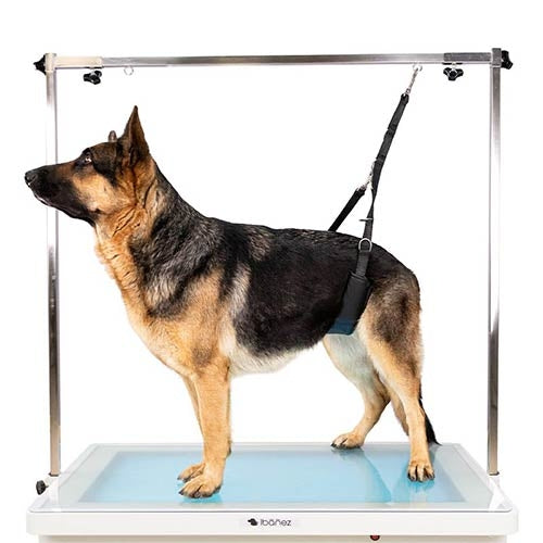 BELLY PADDED GROOMING NOOSE