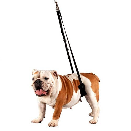 BELLY PADDED GROOMING NOOSE