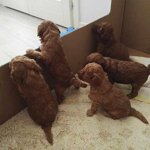 4PUPS DISPOSABLE CARDBOARD WHELPING BOX