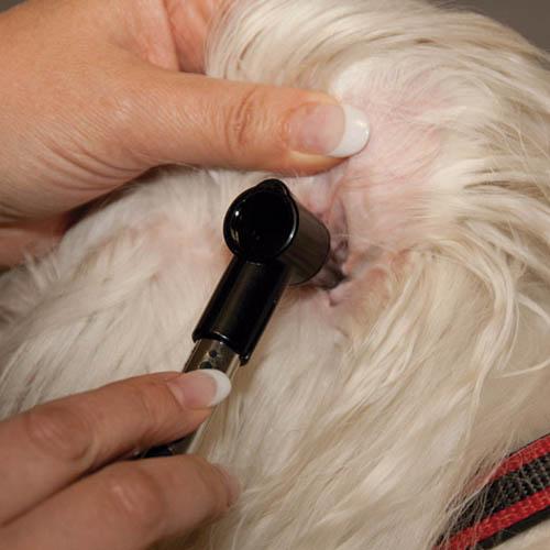 PENLIGHT OTOSCOPE