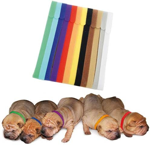SET OF 12 COLLARS FOR PUPPIES