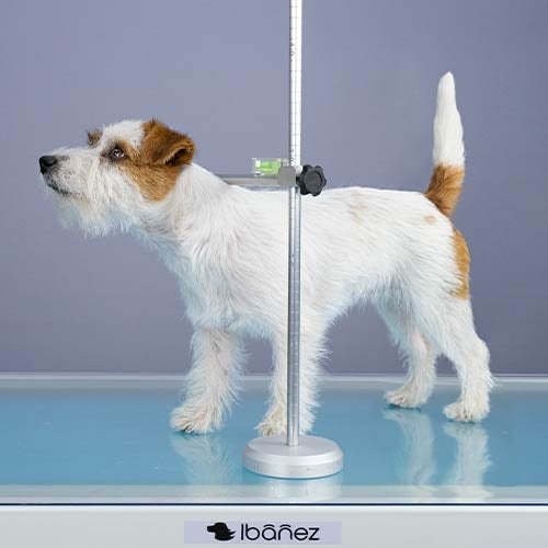PROFESSIONAL DOG MEASURE SPECIAL FOR SHOWS