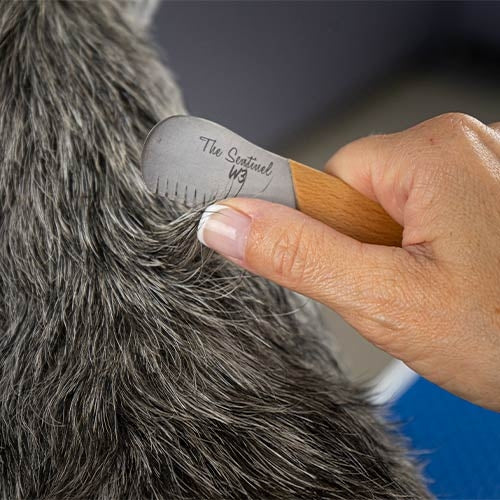 THE SENTINEL STRIPPING KNIFE