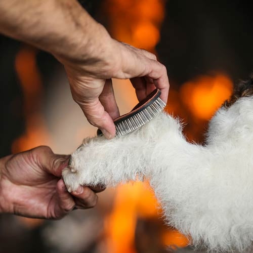 THE SENTINEL T21 TERRIER PAD BRUSH