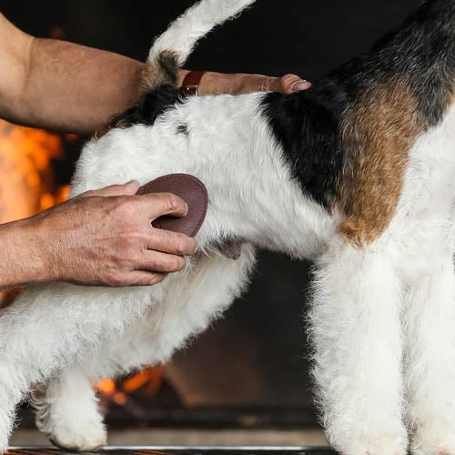 THE SENTINEL T21 TERRIER PAD BRUSH