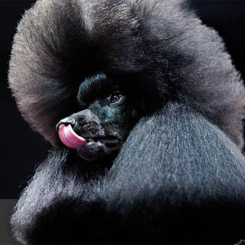 Show Tech Evolution Styling Spray Re-Invented